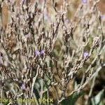 Limonium humile عادت