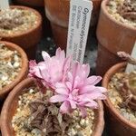 Gymnocalycium stenopleurum Kvet