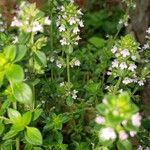 Thymus pulegioidesFleur