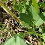 Lotus maritimus Leaf