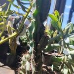 Cereus hildmannianus Leht