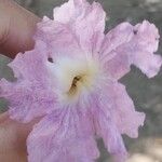 Tabebuia rosea Flower