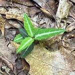Chimaphila maculata Hoja