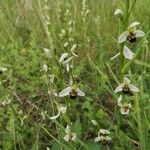 Ophrys apifera Outro