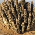 Hoodia gordonii Habit