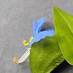 Commelina communis Floare