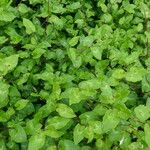 Persicaria chinensis Folla