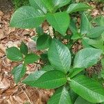 Euphorbia heterophylla Leaf