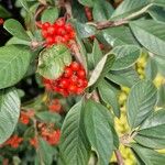 Cotoneaster coriaceusFruit