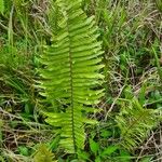 Nephrolepis brownii Leaf