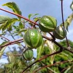 Manihot esculenta Fruchs