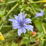 Cichorium endiviaΛουλούδι