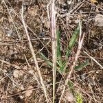 Bothriochloa ischaemum Floare