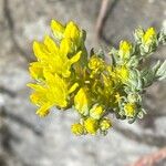 Petrosedum montanum Blüte