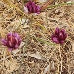 Allium junceum 花
