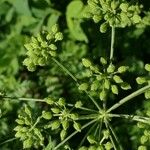 Conium maculatum Fruit