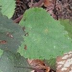 Plectranthus fruticosus Blatt