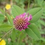 Trifolium pratense 花