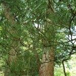 Pinus densiflora ഇല
