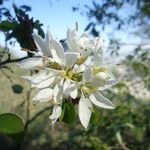 Bauhinia lunarioides Цвят