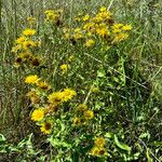 Inula britannica Habit