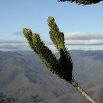 Araucaria muelleri Агульны выгляд