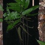 Adiantum tetraphyllum Autre