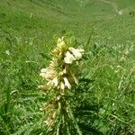 Pedicularis foliosa Altul/Alta