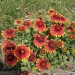 Gaillarda GrandifloraFloro