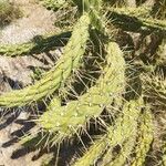 Austrocylindropuntia cylindrica 葉