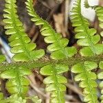 Dryopteris caucasica برگ