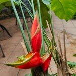 Heliconia bihai Flower