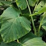 Alocasia odora Liść