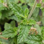 Verbena × hybrida Folha