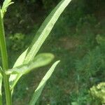 Sisymbrium erysimoides Leaf