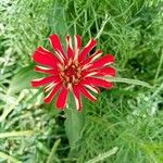 Zinnia peruviana Bloem