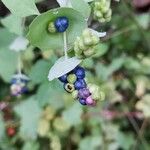 Persicaria perfoliata फल