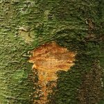 Celtis prantlii Corteza