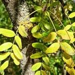 Caragana arborescens Corteza