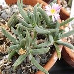Delosperma harazianum Hoja