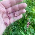 Polygonum persicariaফুল