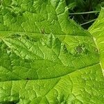 Echinops exaltatus Leaf