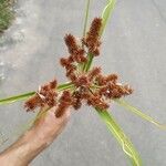 Cyperus ligularis Květ