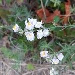 Linaria repensFlors