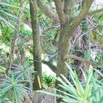 Podocarpus neriifolius Bark