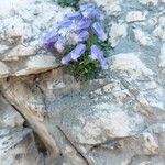 Favratia zoysii Flor