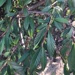 Cotoneaster salicifolius Feuille