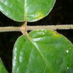 Hiraea smilacina Leaf