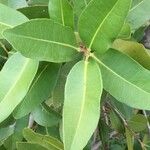 Syzygium guineense Folha