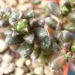 Sedum furfuraceum Лист